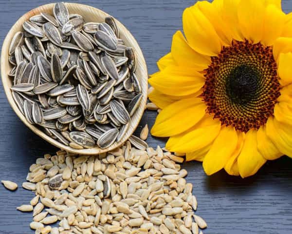 خرید تخمه فله مزمز + فروش استثنایی